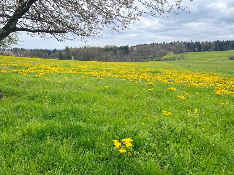 23-04-30 13-36-52 5241.jpeg